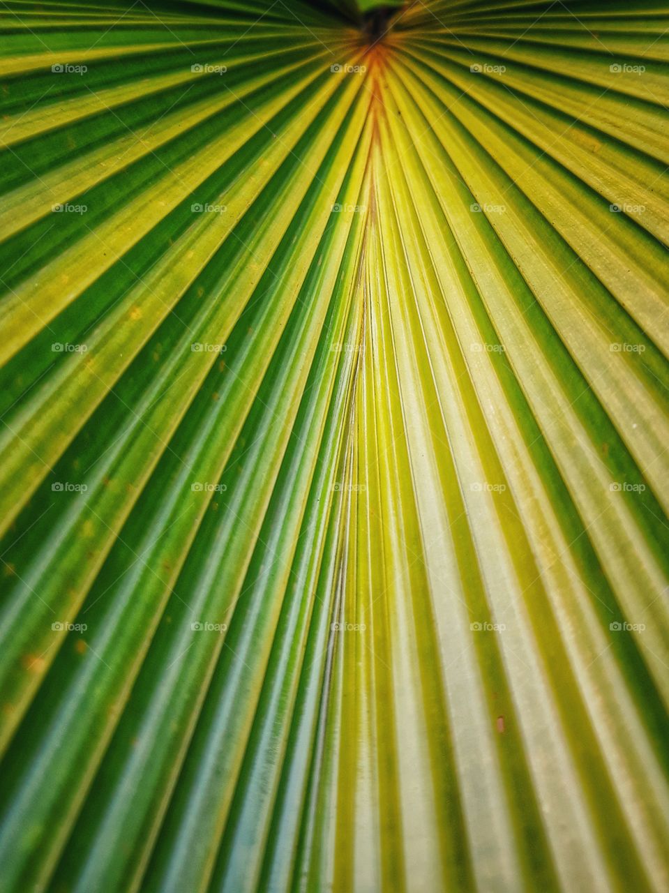 palm