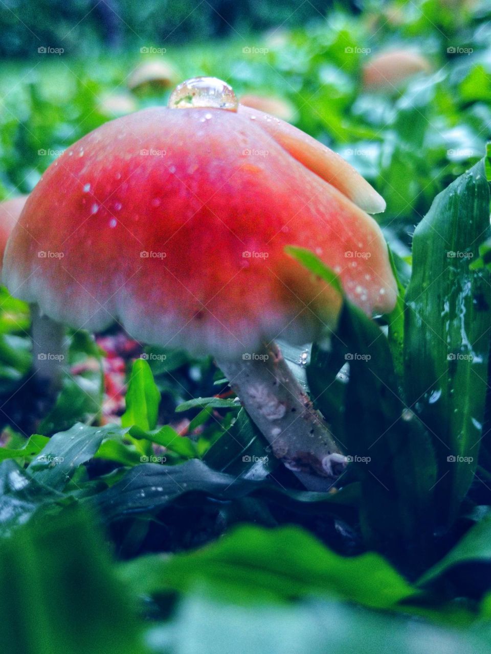 mushroom