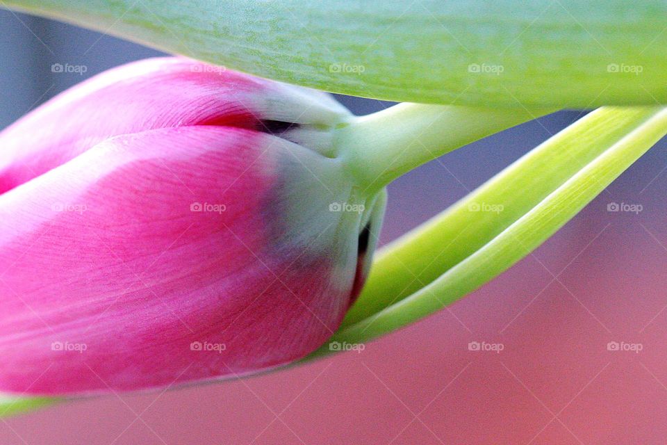 Rosa Tulpe in sanftem Licht