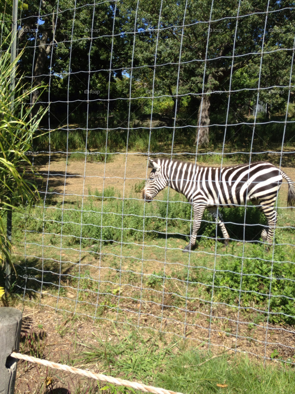 white black grass zebra by jmh