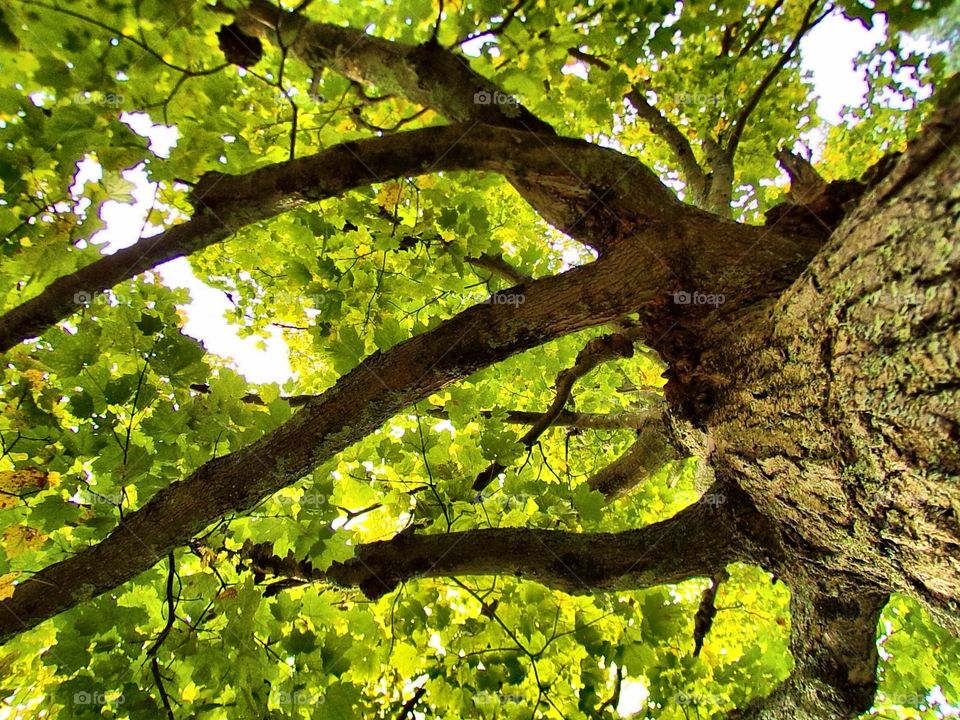 Looking up into a trees beauty