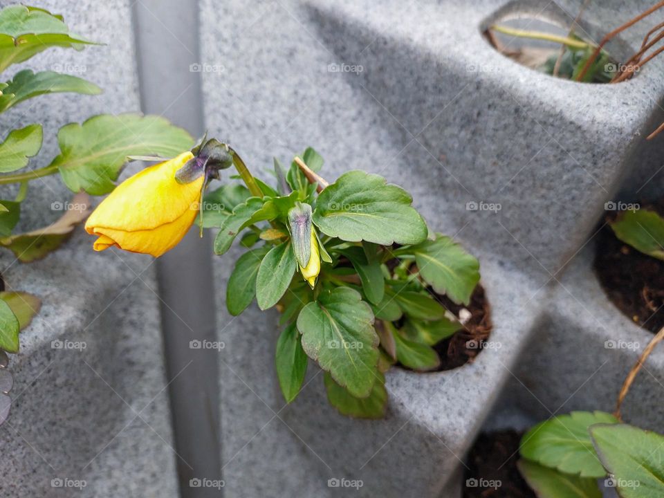 Flowers in a pot