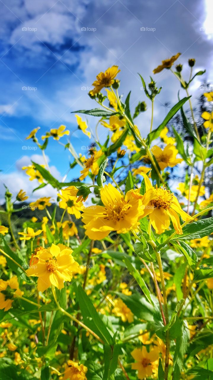 သာယာချမ်းမြေ့ပါစေ