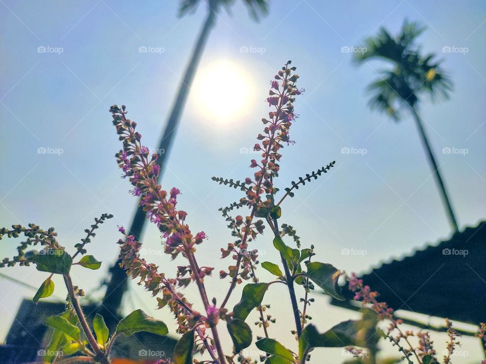 spring: when life's renewal begins