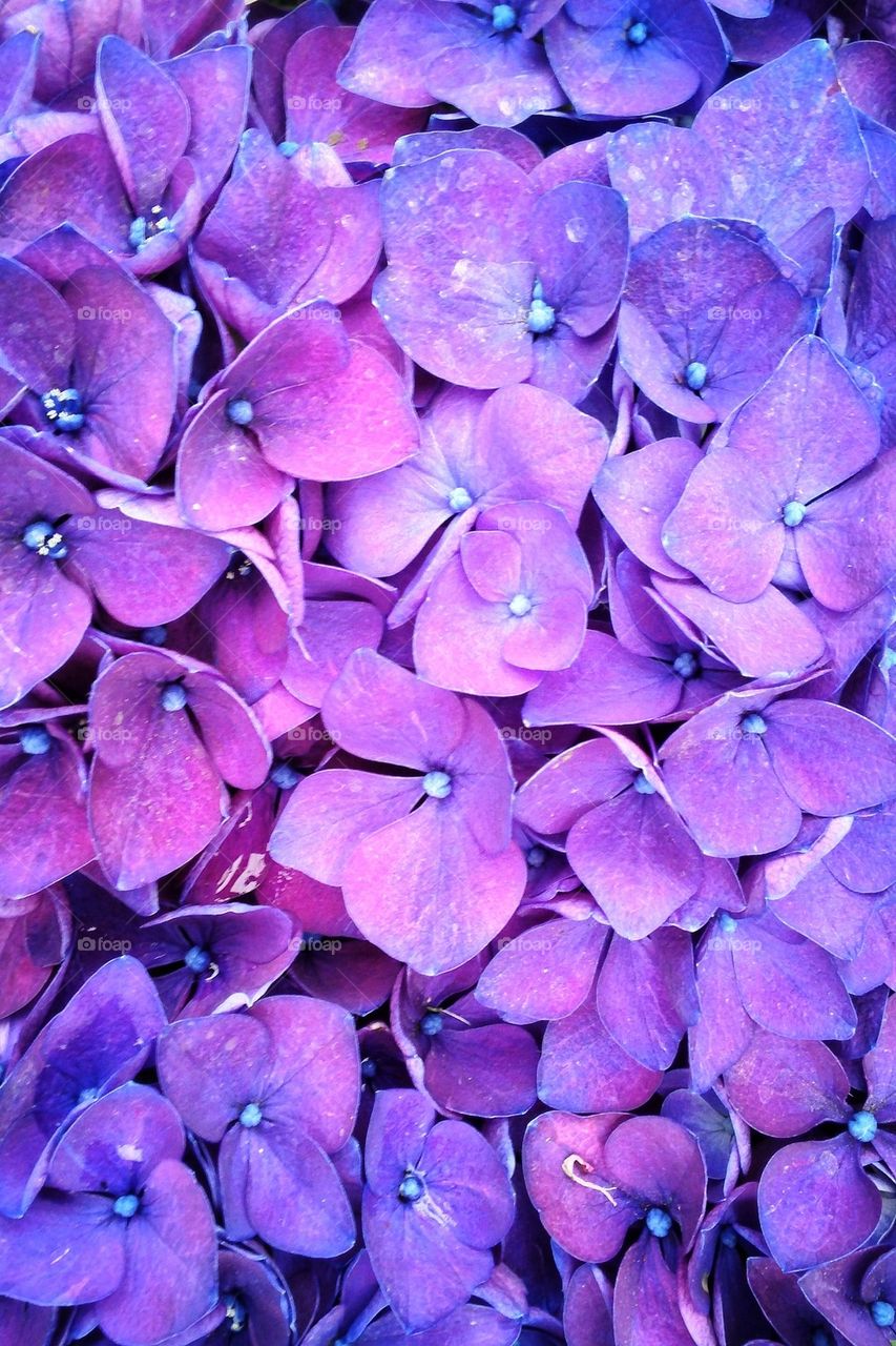 High angle view of hydrangea flower