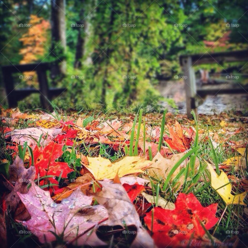 park leaf fall outside by iphonographer4