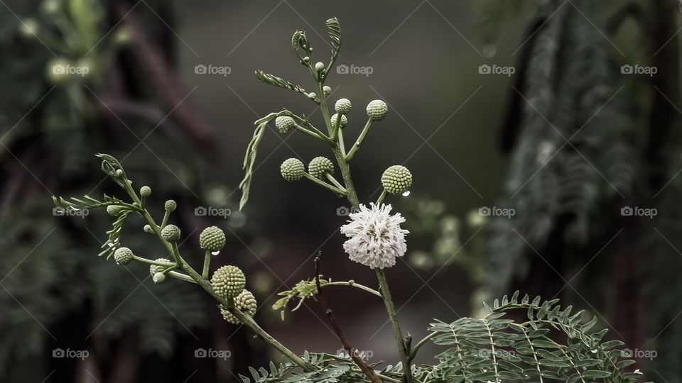 water drops on a flower trees 