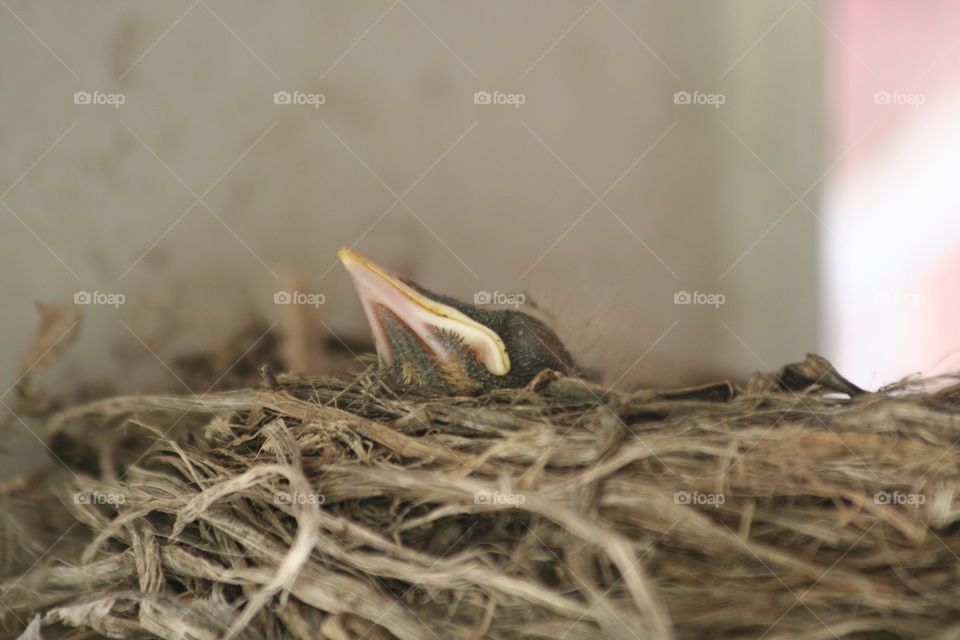 Baby  in nest