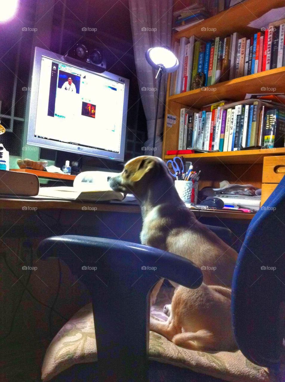 dog cachorro pet estudando