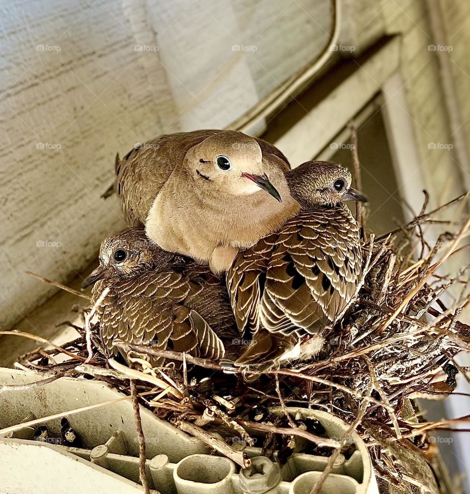 Urban Nature Mourning Dove and Squabs 