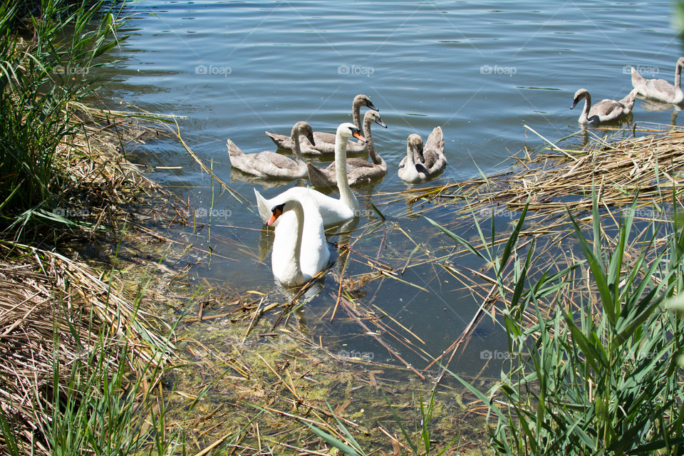 Swans and ducks on the lake