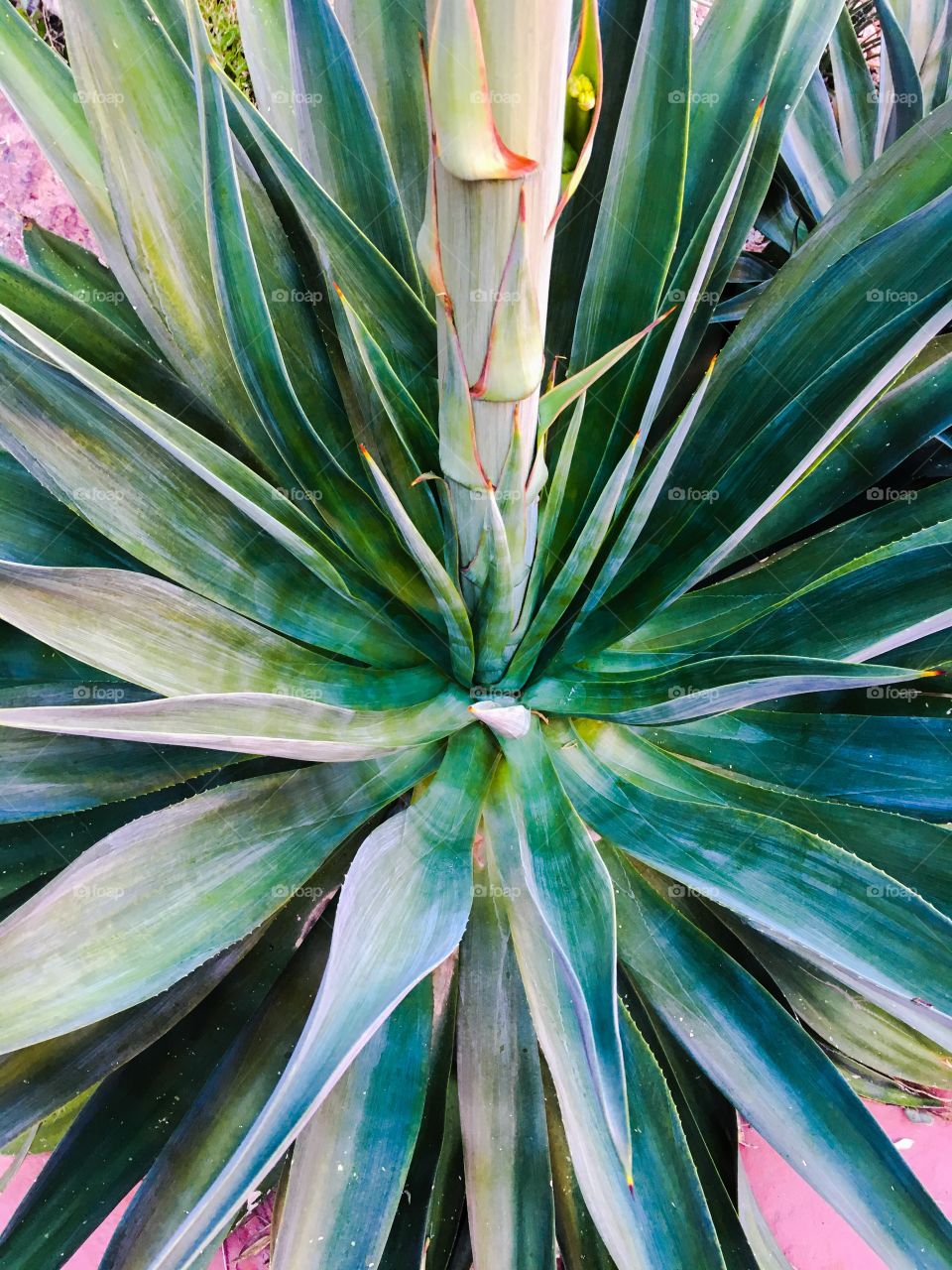 Close-up of cactus plant