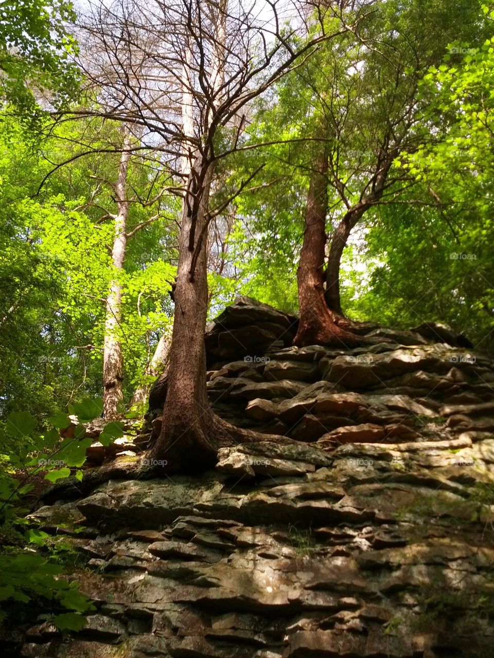 rock trees