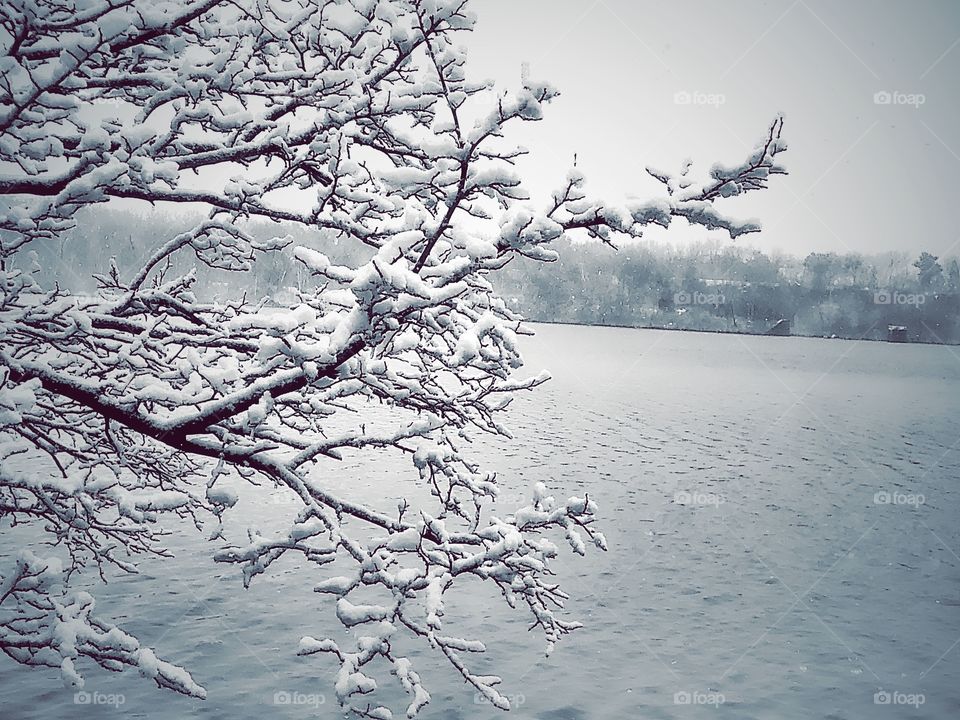Fresh snowfall accumulating on tree branches near lake