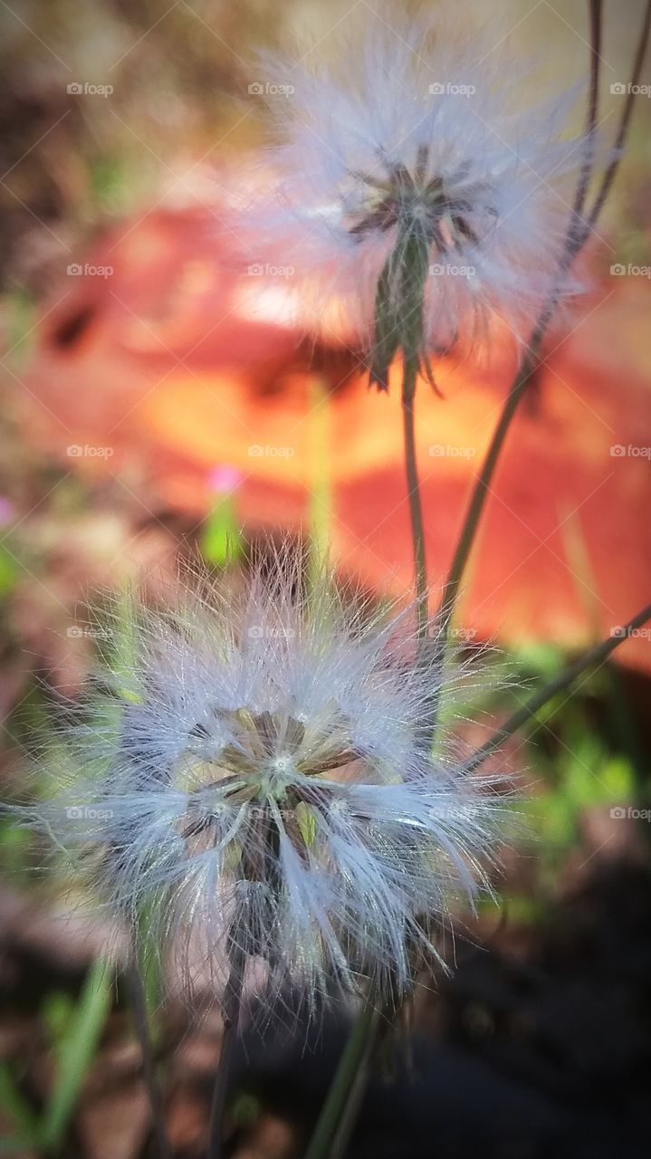 winter cool white flower