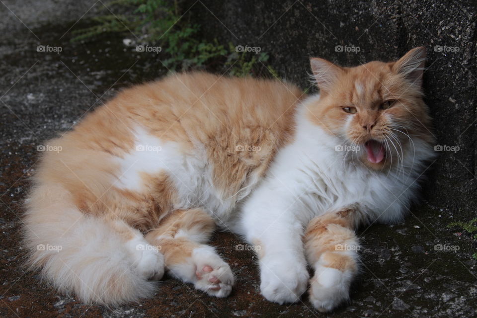 Gato amarelo bocejando. Gato com preguiça. Gato peludo. Cute yellow cat. Tongue cat. Tongue's out
