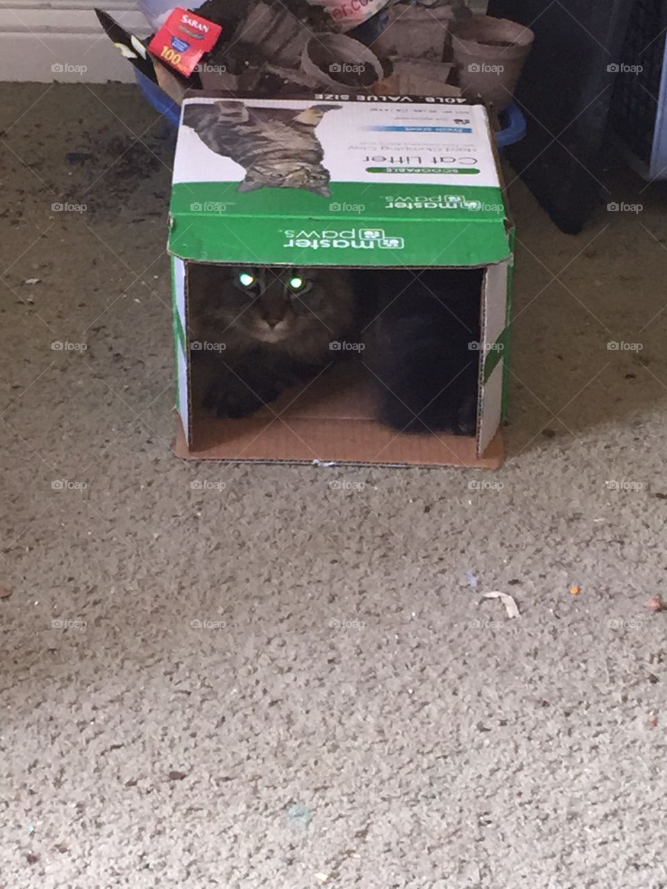 Cat hiding in box