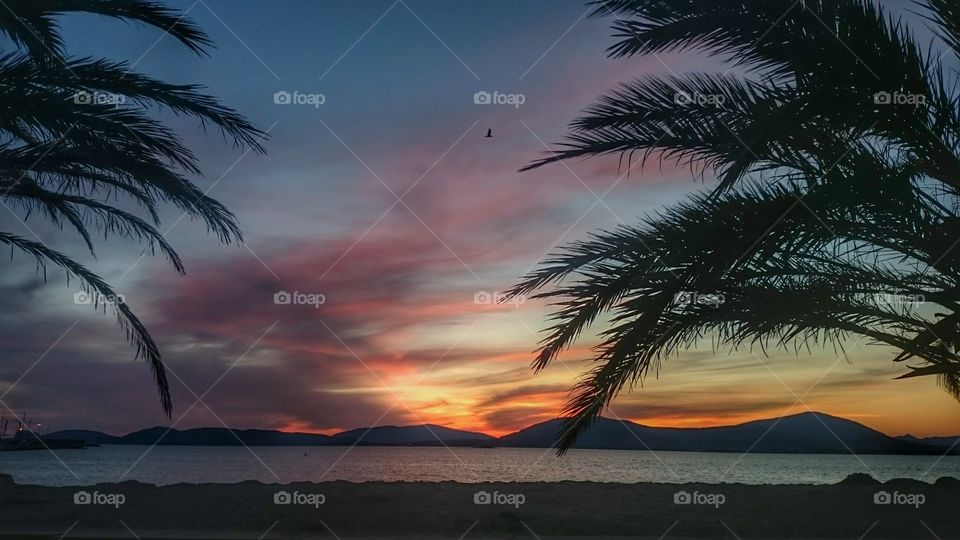 Silhouette of palm trees at sunset