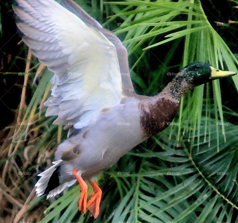 Mallard Duck in Flight