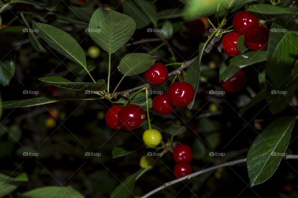 Cherry