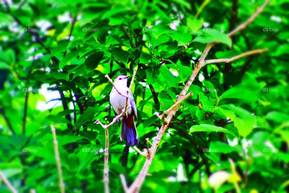 Bird