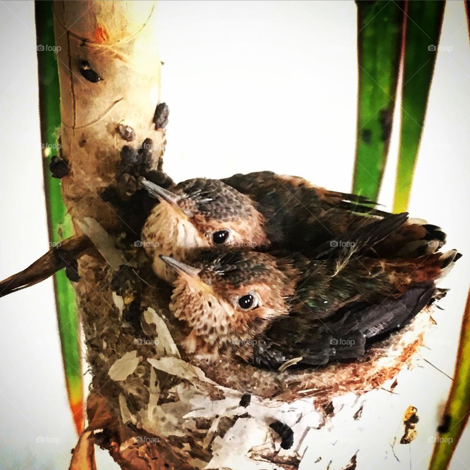 Hummingbirds nesting