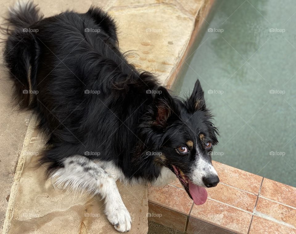 High angle view of a border collie lying by a pool