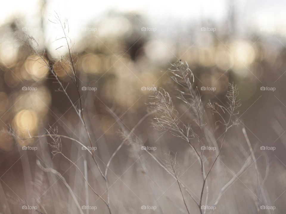 Dry grass 