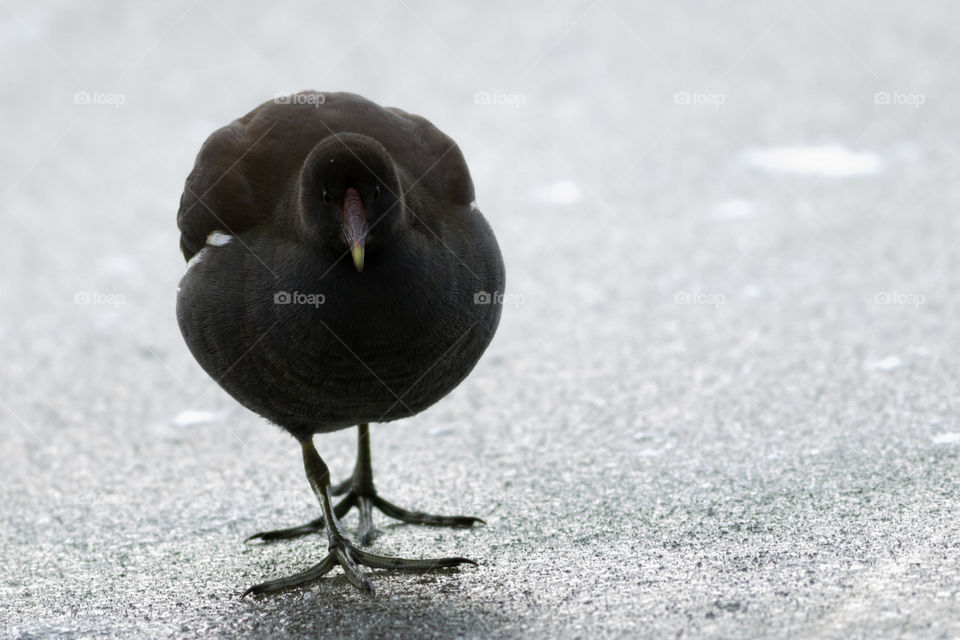 Moorhen (Gallinula chloropus, Aves) on the ice of a frozen lake