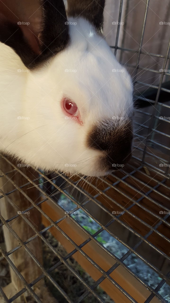 bunny nose