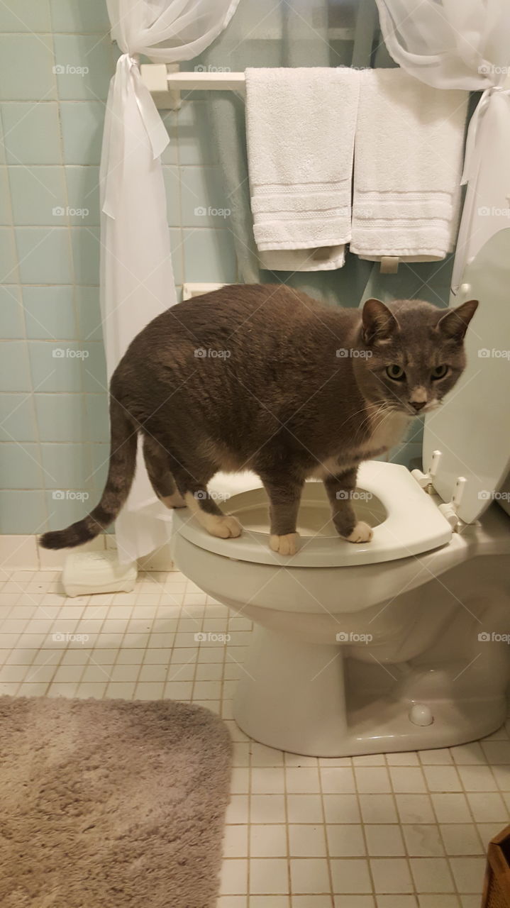 Cat caught on the toilet in bathroom