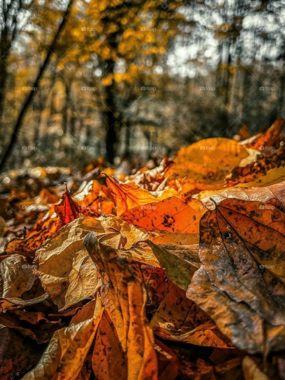 The colors of Fall cannot be counted. This season has thousands of colors hidden in its heart, and every day it reveals a color and effect. Fall has a paradise hidden in its heart.