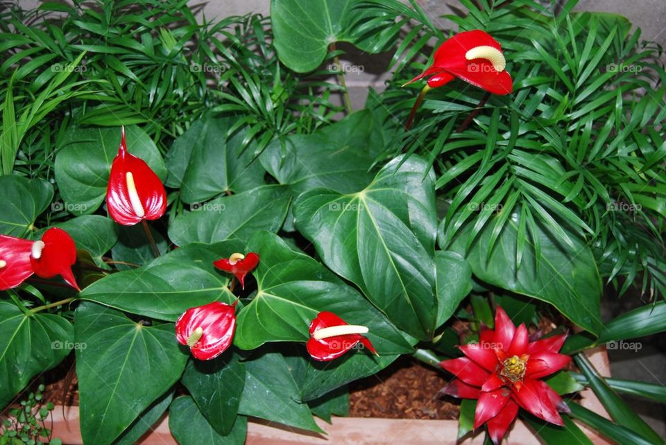 Tropical flower red