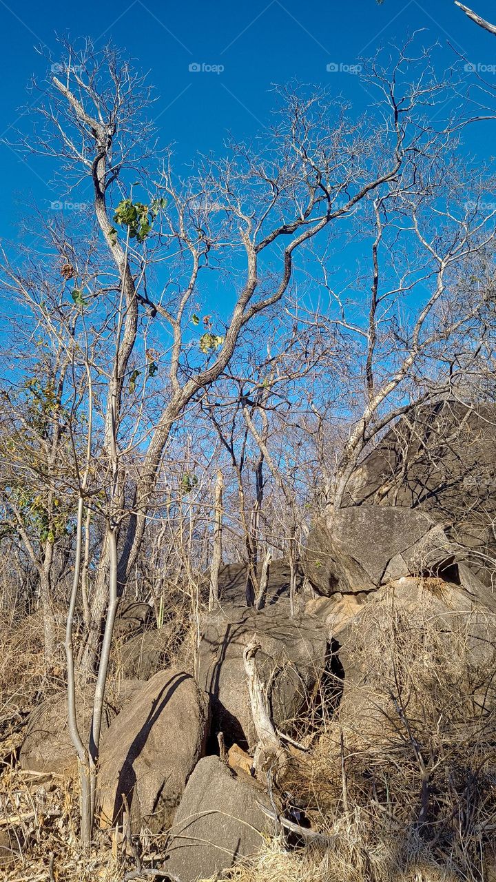 semiarid biome in Bahia/Brazil