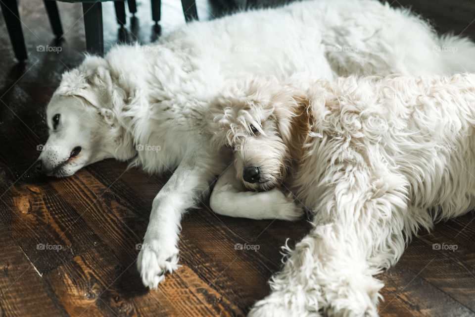 Big floofy snow doggies cuddle up in a sweet dog cuddle puddle! 