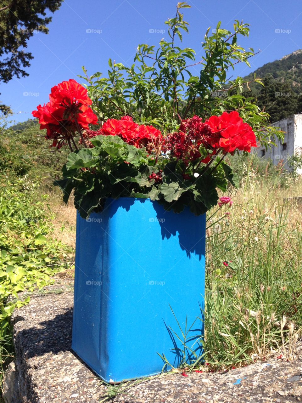 Geraniums in a blue tin