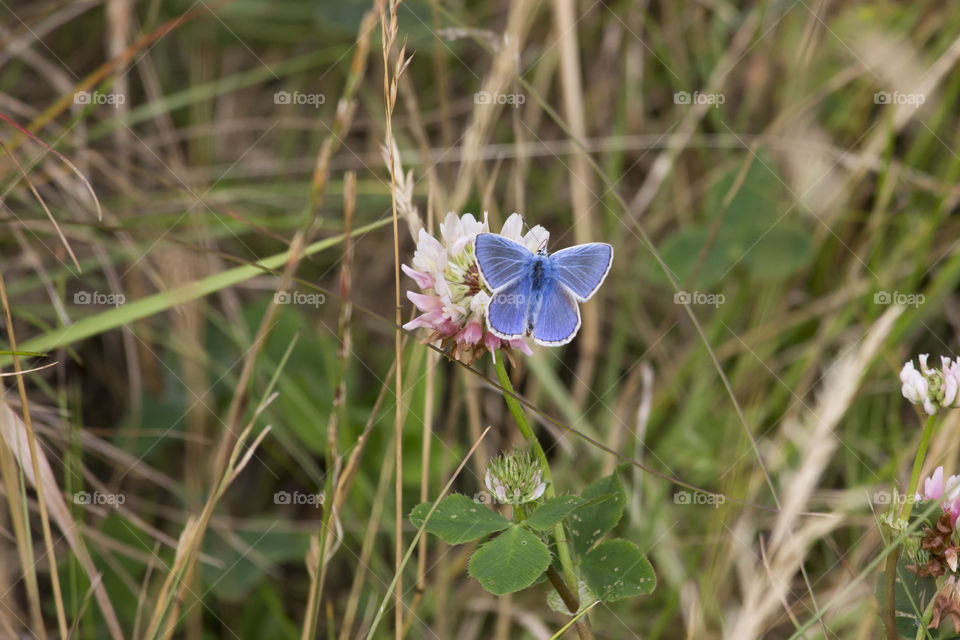 Blue butterfly on clover flower 