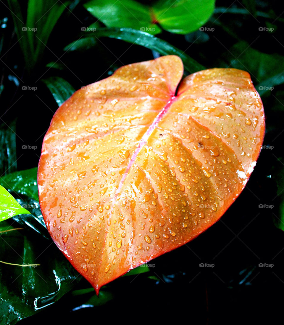 Leave after the rain