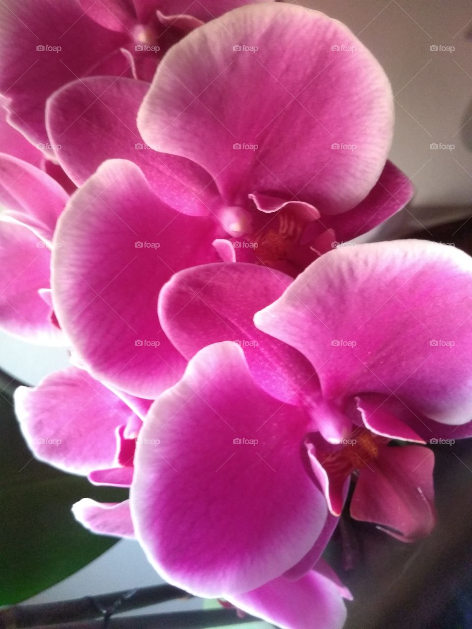 los colores de nuestra orquídeas.