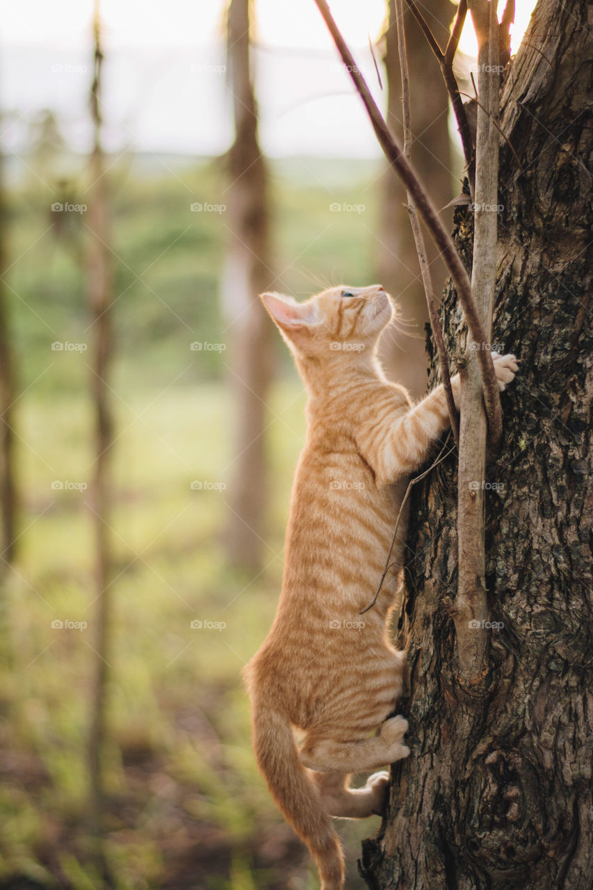 Kitten Climbing a Tree