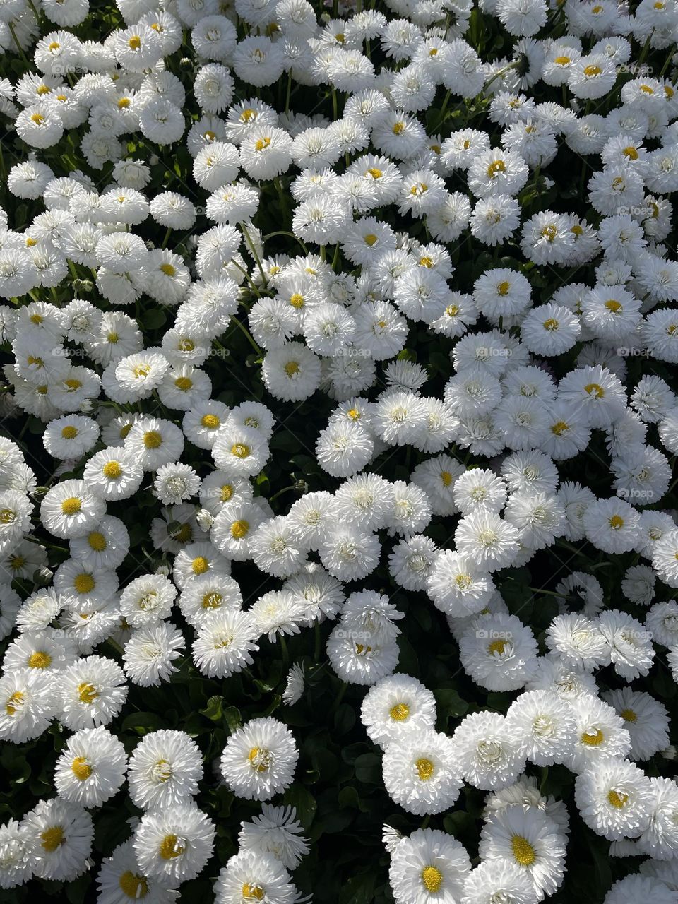 Meadow of white daisies in spring