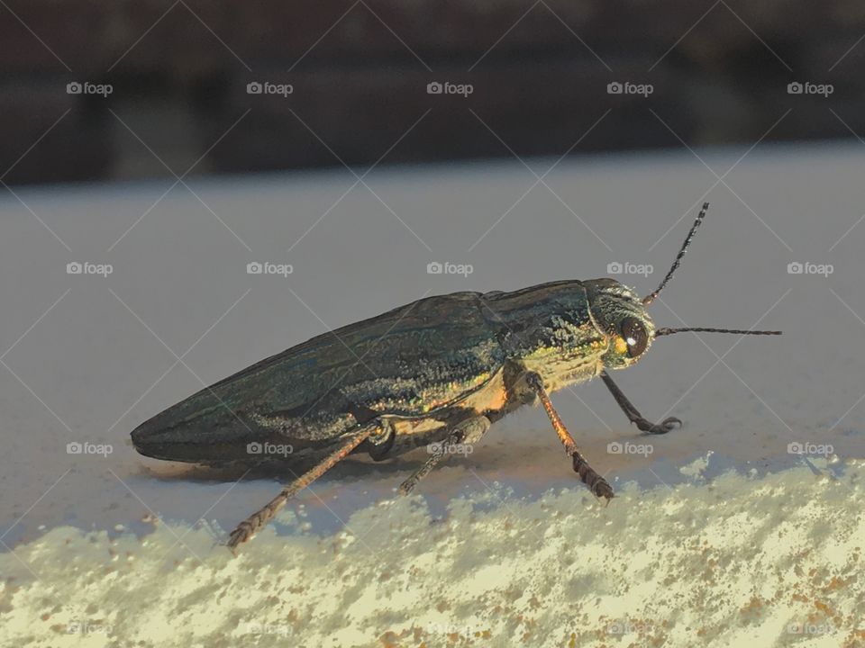 Insect searching sun warmth