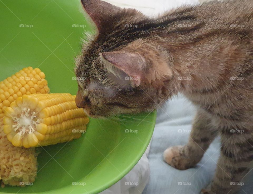 cat sniffing corn
