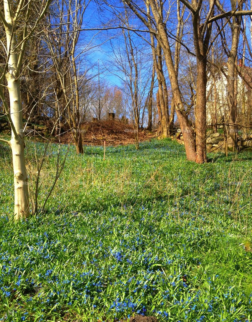 Spring stroll