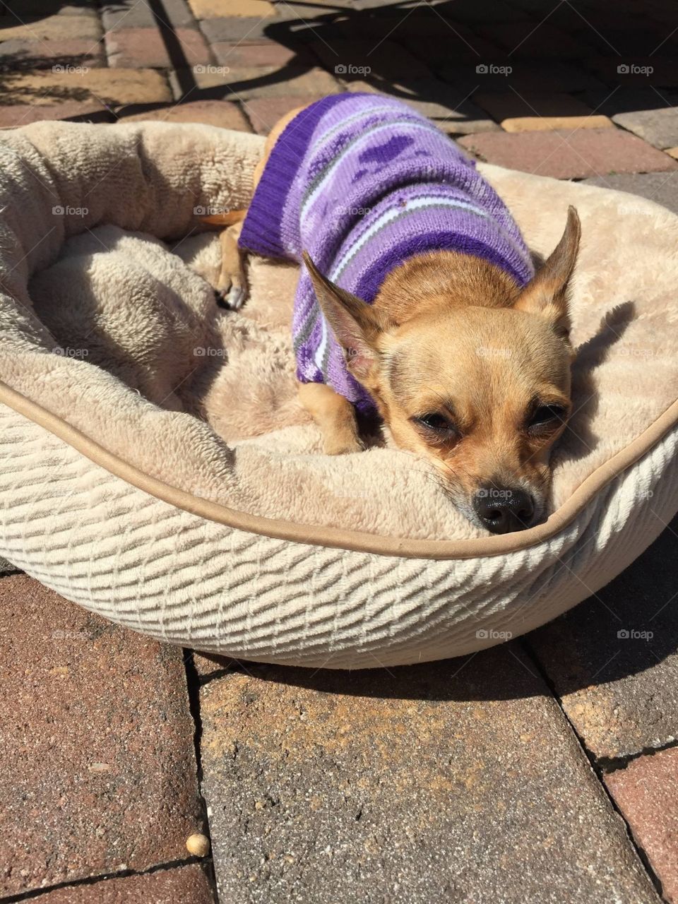 Happy dog with the sun