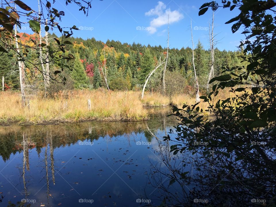 Reflections in the bog