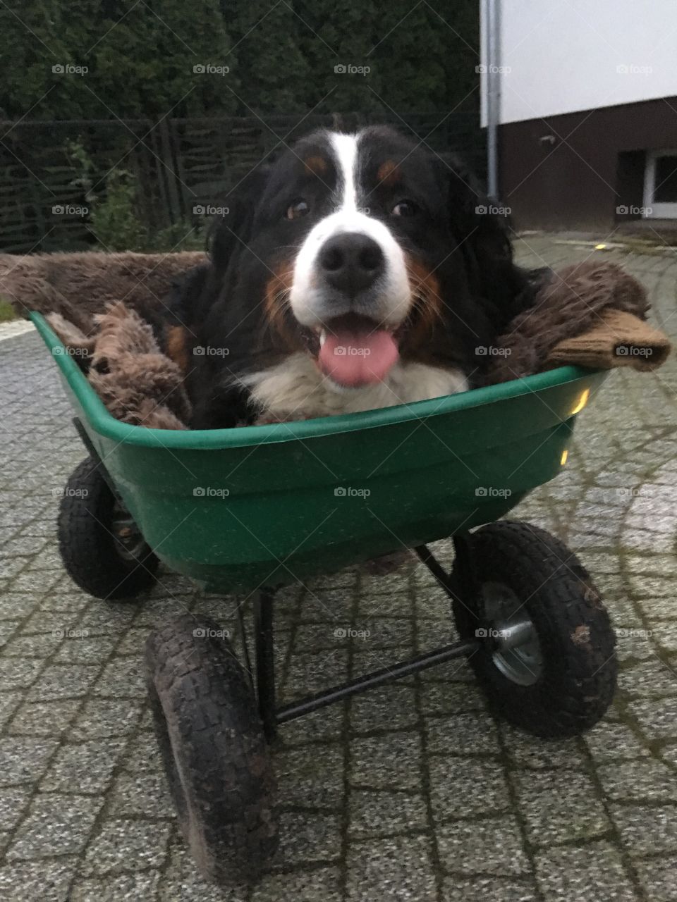 Dog in wheelbarrow
