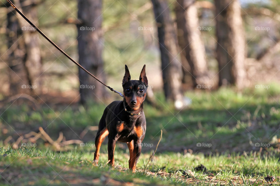 Spring pinscher