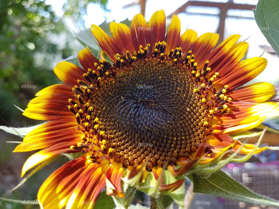 sonnenblume
