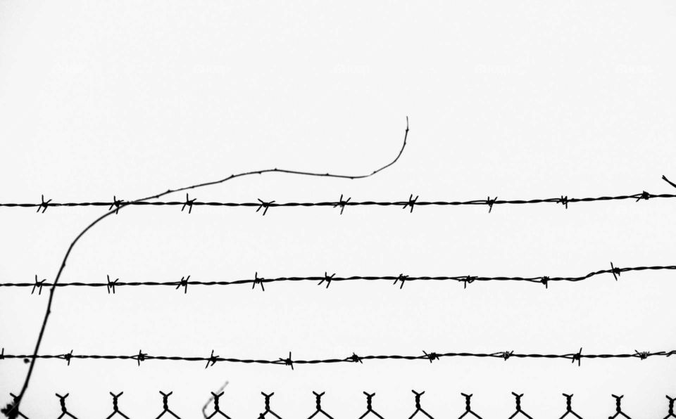 barbed wire